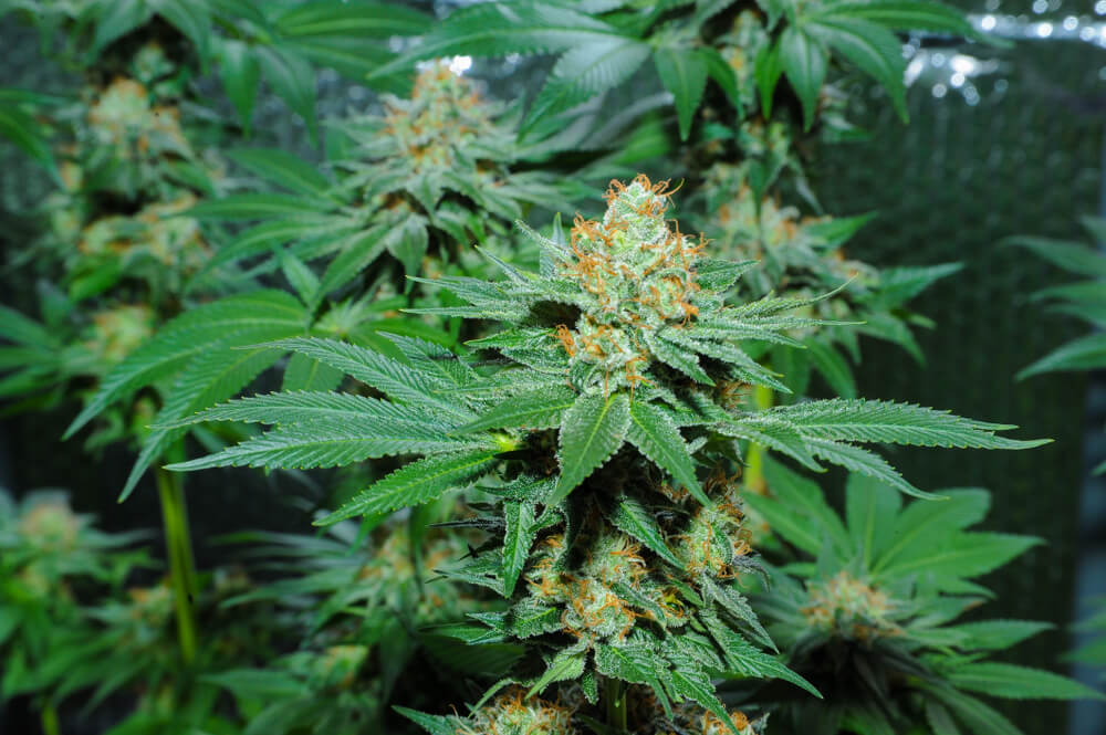 5 Facts About Devils Crack Strain