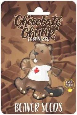 Chocolate Chunk Strain Feminized Marijuana Seeds