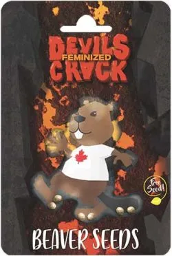 Devil’s Crack Strain Feminized Marijuana Seeds