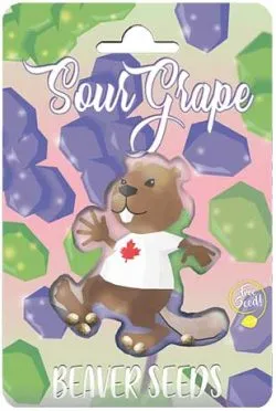Sour Grape Strain Feminized Marijuana Seeds