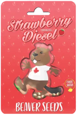 Strawberry Diesel Strain Feminized Marijuana Seeds