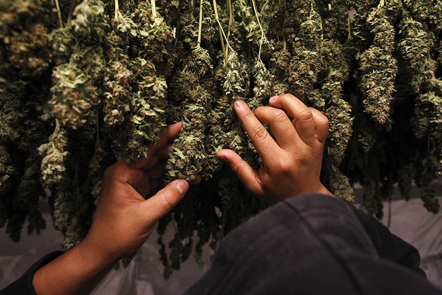 Medical marijuana plants are pictured as they dry in the Los Angeles area