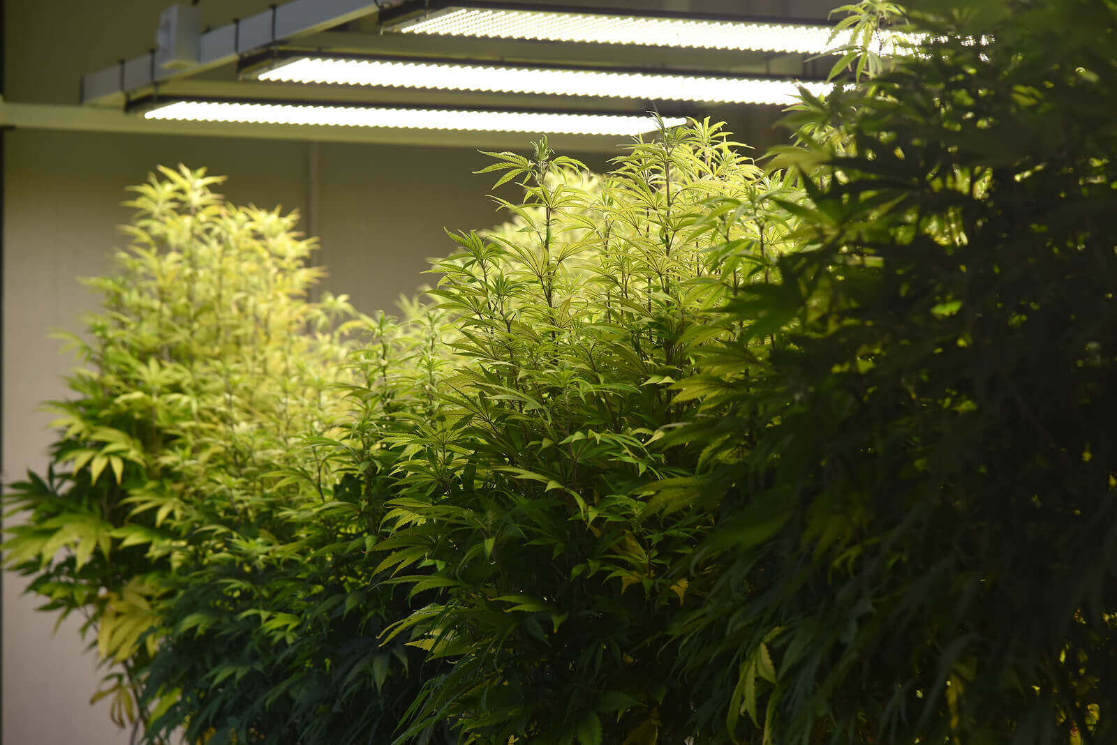 Grow Autoflowering Cannabis Seeds Indoors