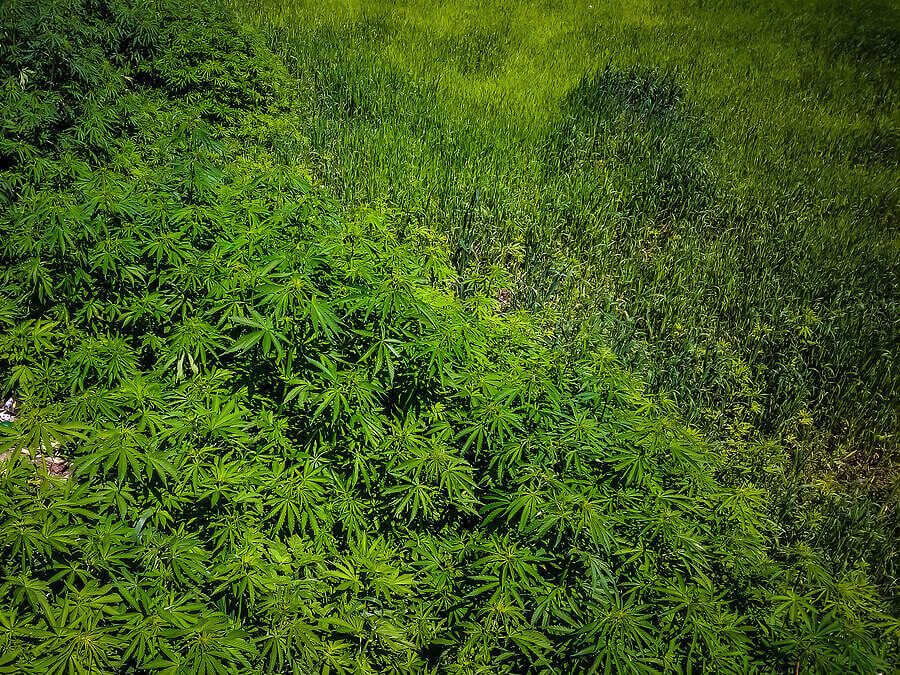 How to Grow Autoflowering Seeds Outdoors Step by Step Procedure for Outdoor Growers