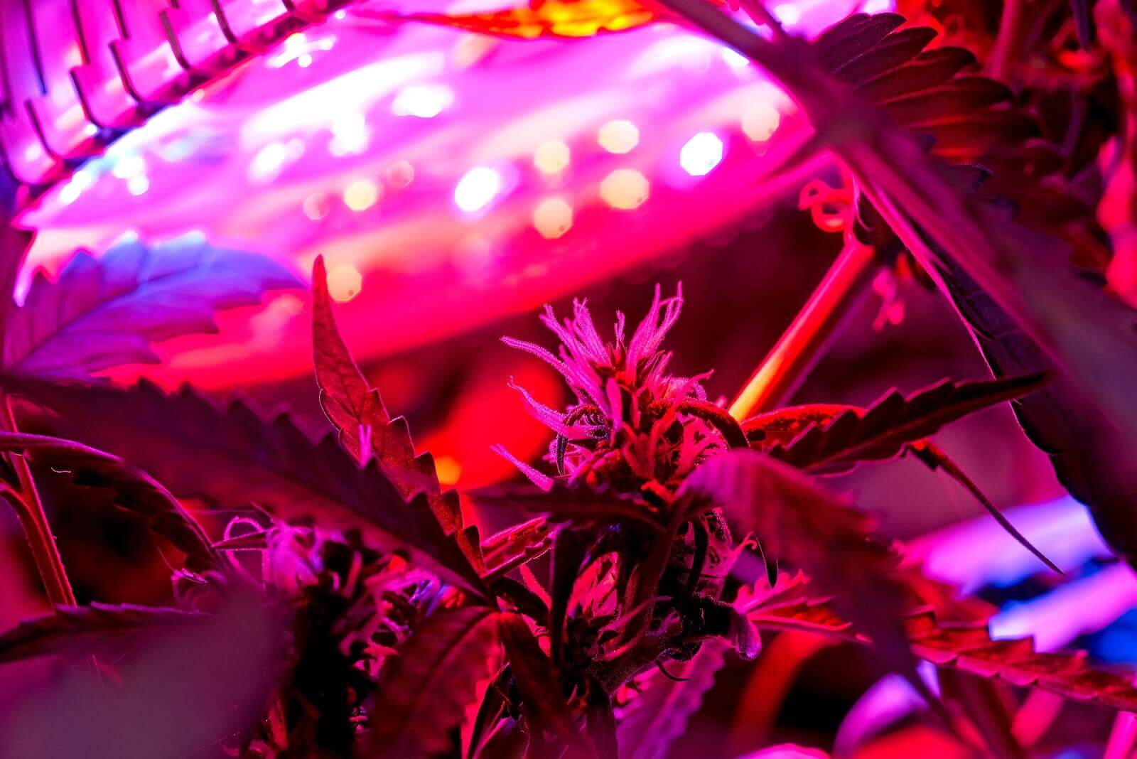 Light Cycle for Autoflowering Seeds Basics of Lighting for Growers