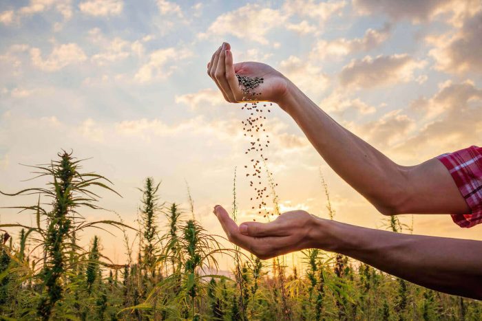 Outdoor Marijuana Seeds Comprehensive Guide for Outdoor Growers