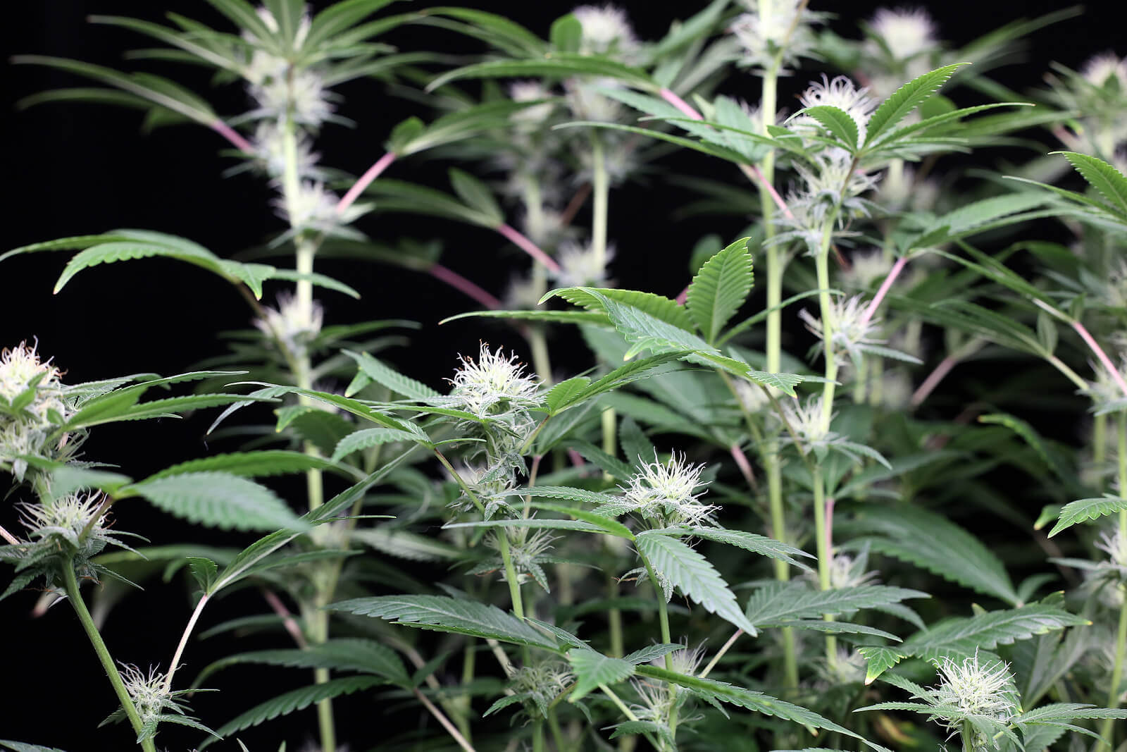 Top 5 Best Autoflowering Seeds for Beginners | Beaver Seeds Top 5 Best Autoflowering Seeds for Beginners | Beaver Seeds