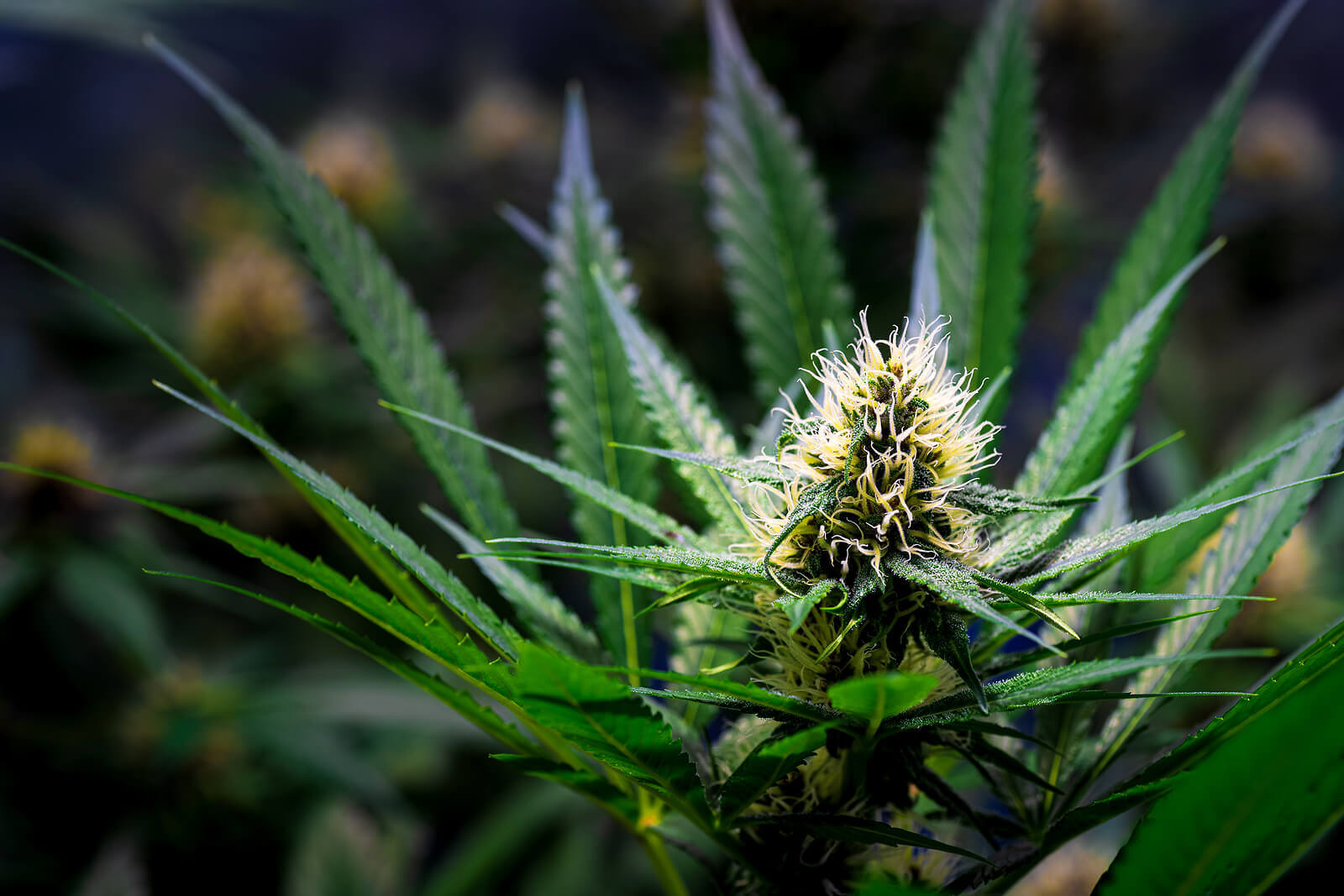 Top 5 Cold Climate Autoflowering Seeds 1 1