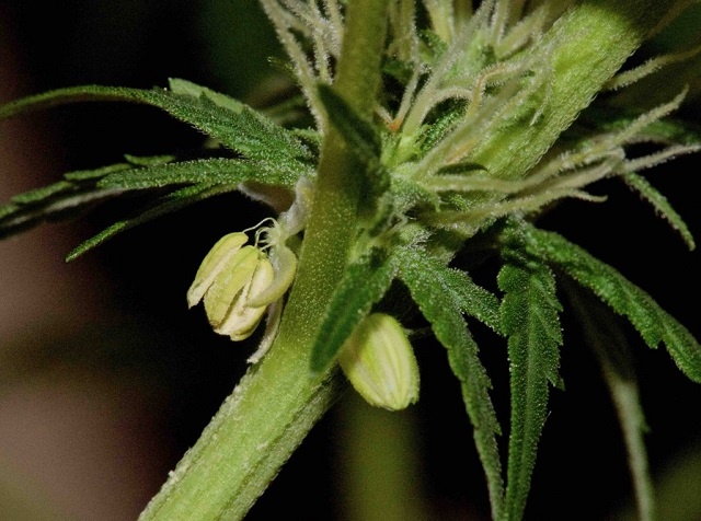 Hermaphrodite Cannabis Plant 1024x763