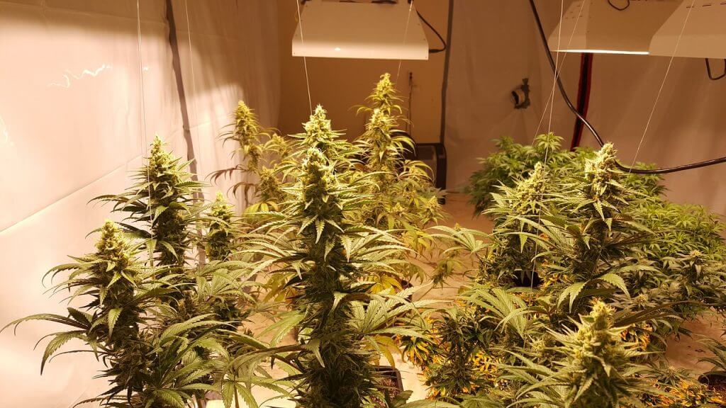 how to grow marijuana in your house