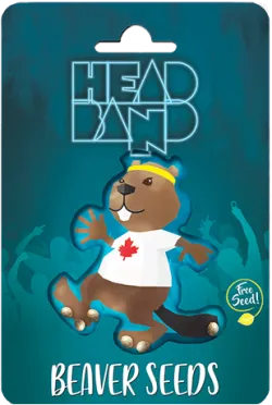 Headband Strain Feminized Marijuana Seeds