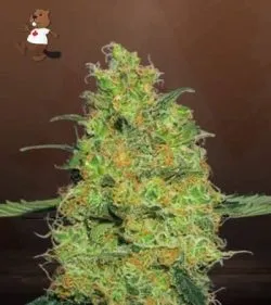 Pineapple Express Strain Autoflowering Feminized Marijuana Seeds