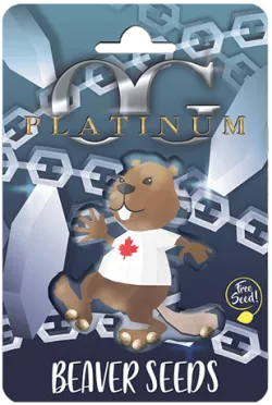 Platinum OG Strain Feminized Marijuana Seeds