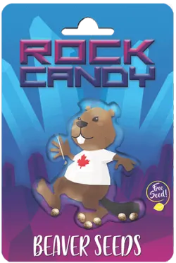 Rock Candy Strain Feminized Marijuana Seeds