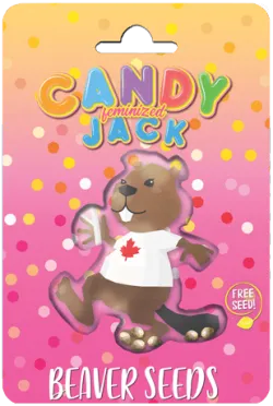 Candy Jack Strain Feminized Marijuana Seeds