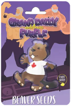Grandaddy Purple Strain Autoflowering Feminized Marijuana Seeds