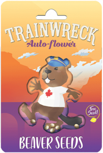 Trainwreck Strain Autoflowering Feminized Marijuana Seeds