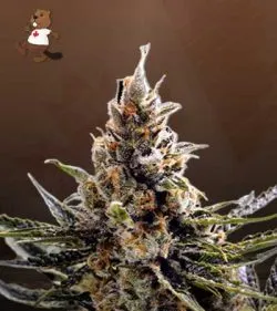 24K Gold Regular Marijuana Seeds