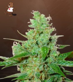 3 Kings Strain Feminized Marijuana Seeds