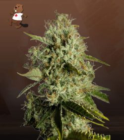 Agent Orange Strain Regular Marijuana Seeds