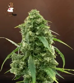 Alien Gorilla Glue Strain Feminized Marijuana Seeds