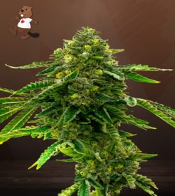 Alien Technology Strain Feminized Marijuana Seeds