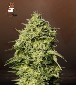 Amnesia Autoflower Marijuana Seeds