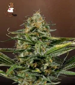 Amnesia Kush Autoflowering Feminized Marijuana Seeds