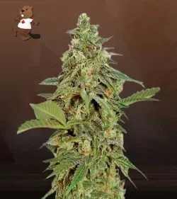 Amnesia Lemon Strain Regular Marijuana Seeds