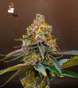 Amnesia Purple Strain Feminized Marijuana Seeds