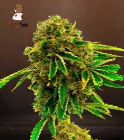 Banana Kush Feminized Marijuana Seeds