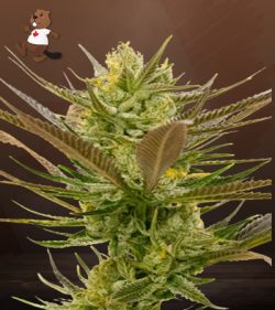 Banana Punch Strain Feminized Marijuana Seeds