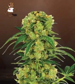 Big Bud Strain Fast Version Marijuana Seeds