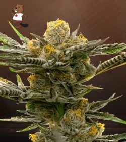 Black Demon OG Strain Feminized Marijuana Seeds