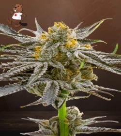 Blood Diamond OG Strain Feminized Marijuana Seeds
