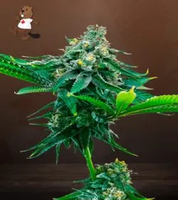 Blue Amnesia Strain Autoflowering Feminized Marijuana Seeds