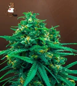 Blue Cheese Strain Autoflowering Feminized Marijuana Seeds
