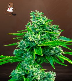 Blue Dream Strain Feminized Marijuana Seeds