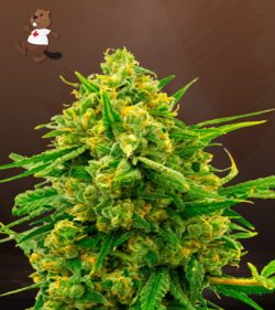 Blue Headband Strain Feminized Marijuana Seeds