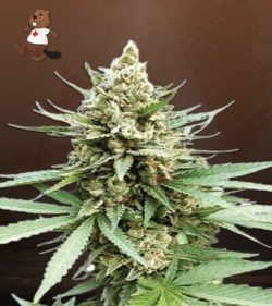 Blue OG Strain Feminized Marijuana Seeds