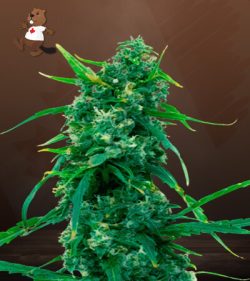 Blue Widow Strain Feminized Marijuana Seeds