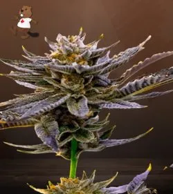 Blueberry Strain Autoflowering Feminized Marijuana Seeds