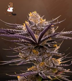 Blueberry Badazz OG Strain Feminized Marijuana Seeds