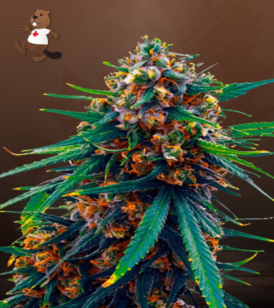 Blueberry Strain Feminized Marijuana Seeds