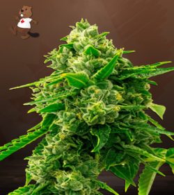Bruce Banner 2.0 Strain Feminized Marijuana Seeds