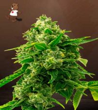 Bruce Banner Strain Autoflowering Feminized Marijuana Seeds