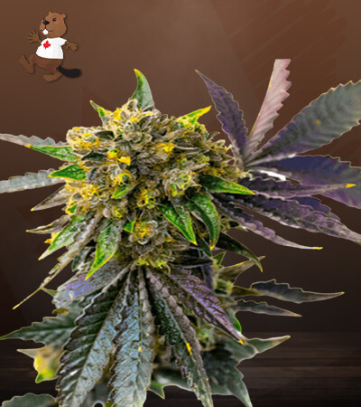 Bubba Kush Autoflowering Feminized Marijuana Seeds
