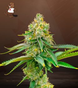 Bubblegum Haze Feminized Marijuana Seeds