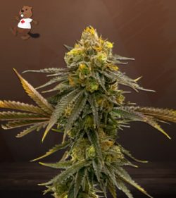 CBD ACDC Strain Marijuana Seeds