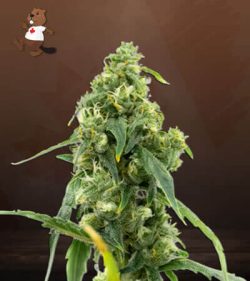 CBD Black Diesel Strain Marijuana Seeds